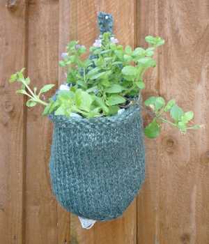 A hanging basket hanging from a fence, with sutera growing inside.